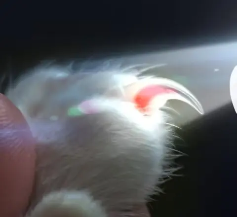 LED light illuminating the blood line inside a pet's nail during grinding
